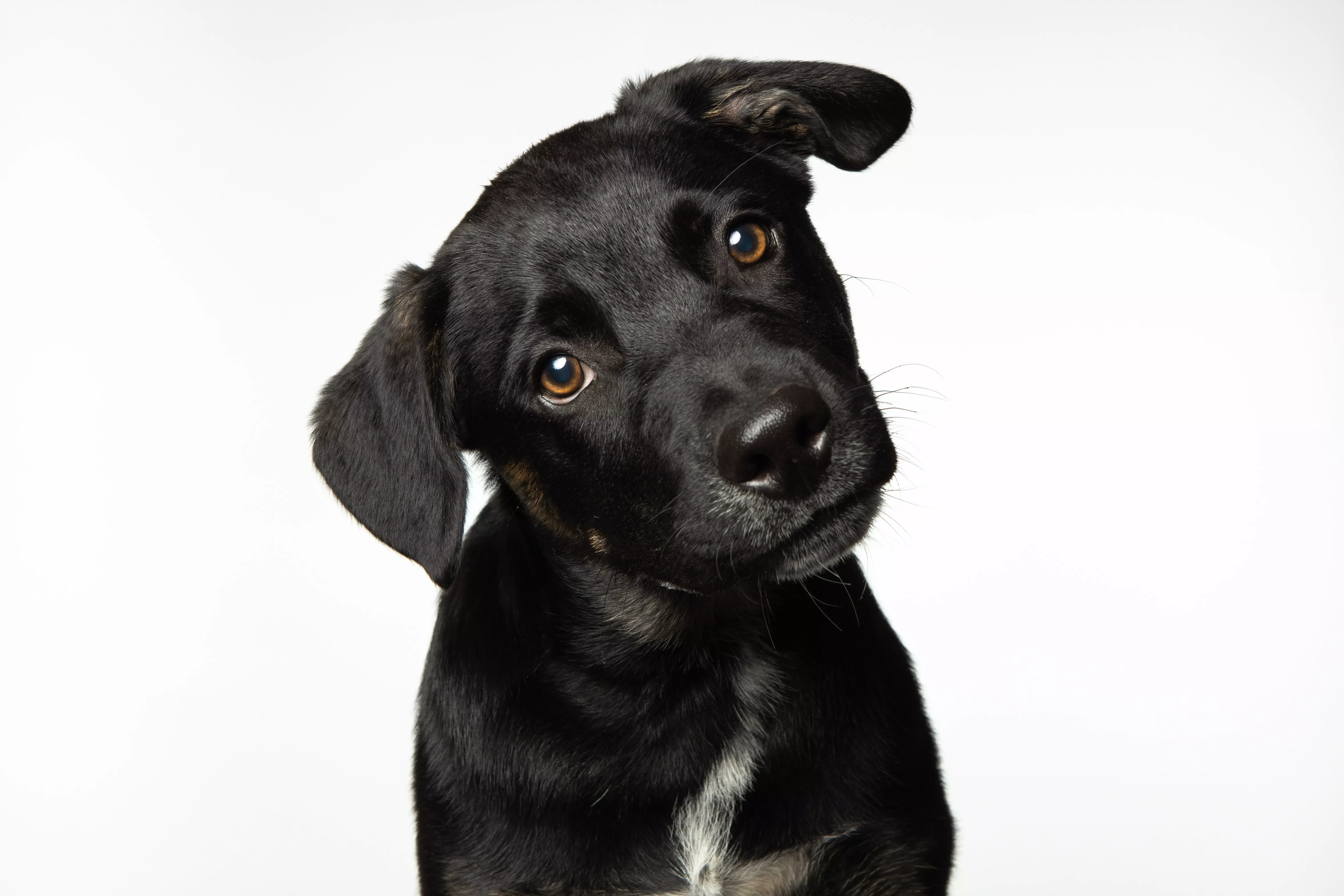 Quel chien ne perd pas ses poils